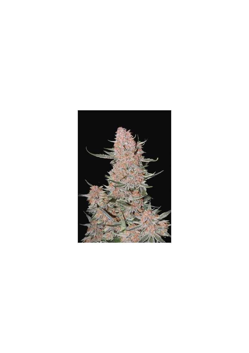 Ztrawberries Auto, Фасовка: 3